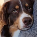 close-up of Australian Shepherd male on couch