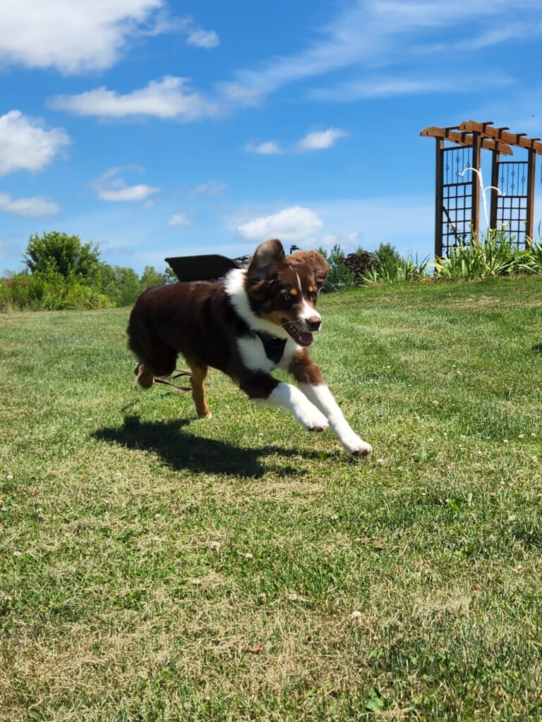 Jumping Behavior in Dogs