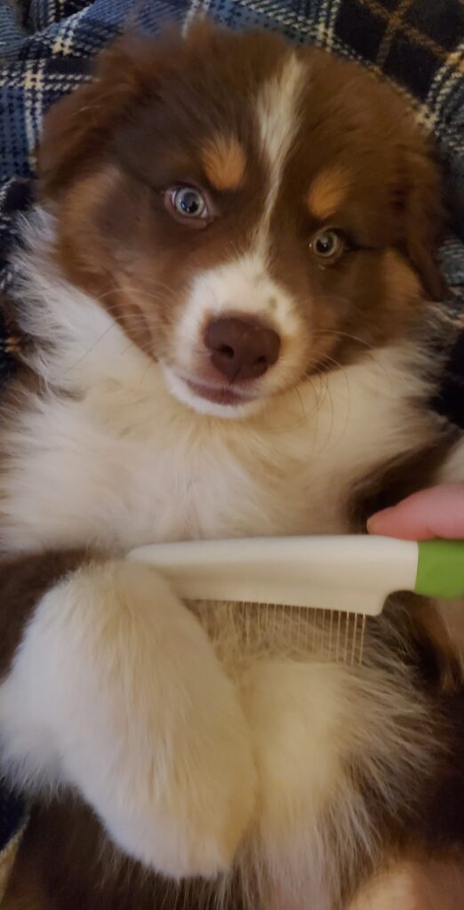 Breed Info-grooming-Gilbert