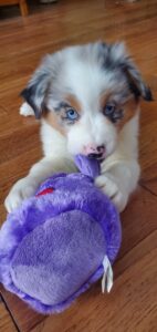 Australian Shepherd puppy chewing on a stuffed toy during playtime