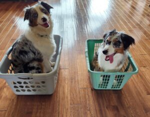 Australian Shepherd puppy learning trick training commands