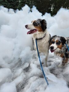 Australian Shepherd puppies playing in bubbles during outdoor enrichment