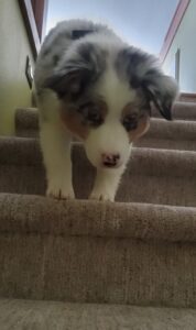 blue merle Australian Shepherd carefully walking down stairs