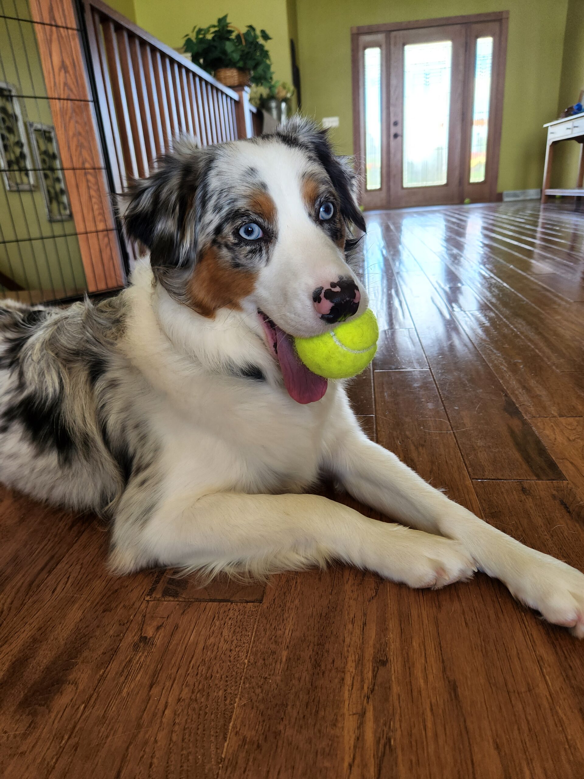 Resource Guarding in Puppies