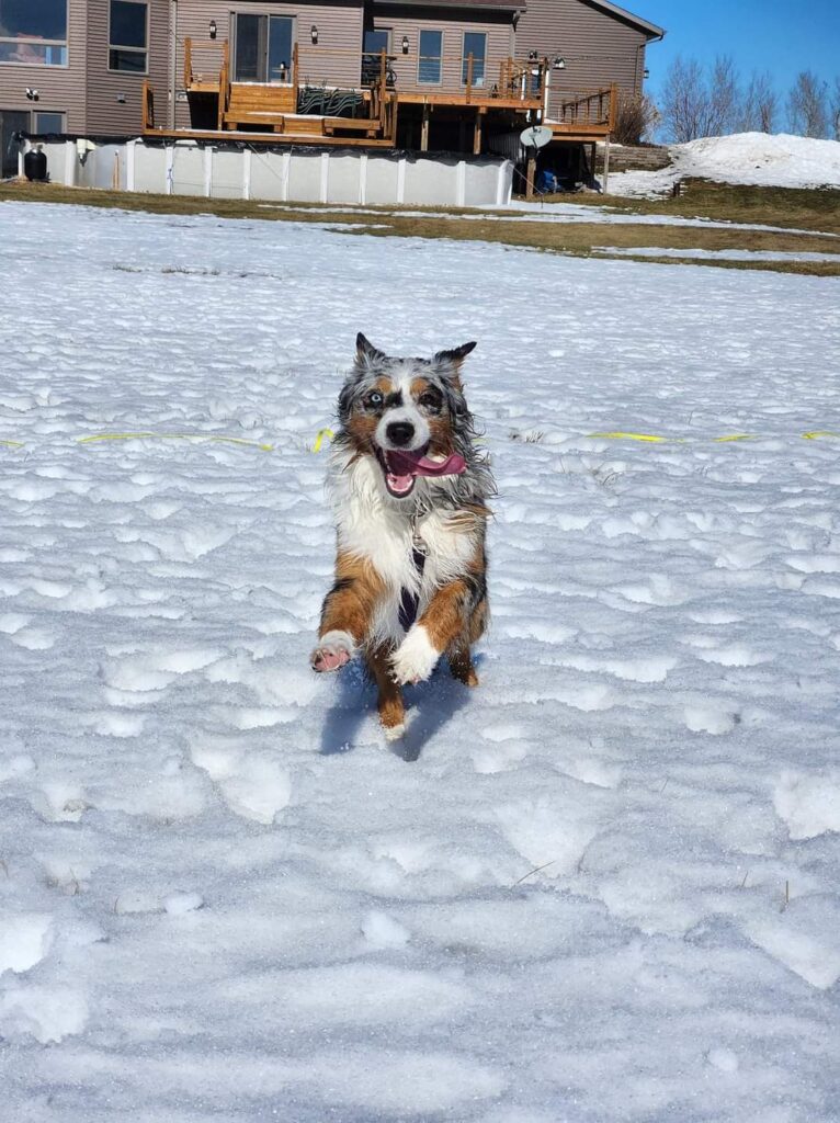 Match Dot Pup-carousel-AKC Australian Shepherd puppies and The Role of “Puppy, Puppy, Puppy” Recall