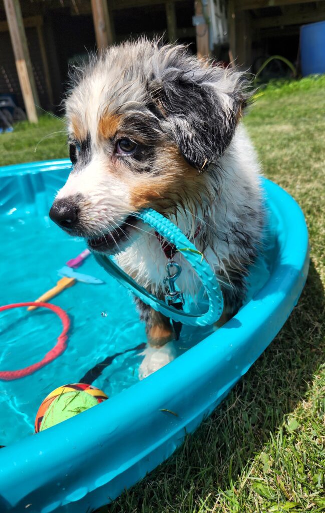 properly drying your dog