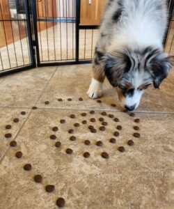 Australian Shepherd puppy participating in mental enrichment