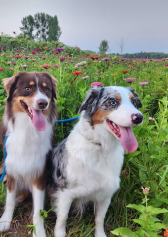 Australian Shepherds Indy and Gilbert sitting together in a field of wildflowers