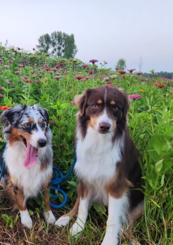 Australian Shepherds Skye and Gilbert sitting together in a field of wildflowers