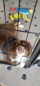 Australian Shepherd puppy relaxing comfortably in crate during training