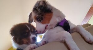 two Australian Shepherd puppies almost touching noses during a calm interaction