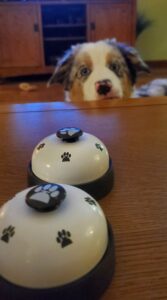 Australian Shepherd learning calm behavior instead of barking