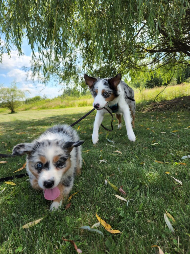 Introducing a New Puppy to Your Pack: A Comprehensive Guide