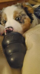 Australian Shepherd puppy using appropriate chew toy during teething