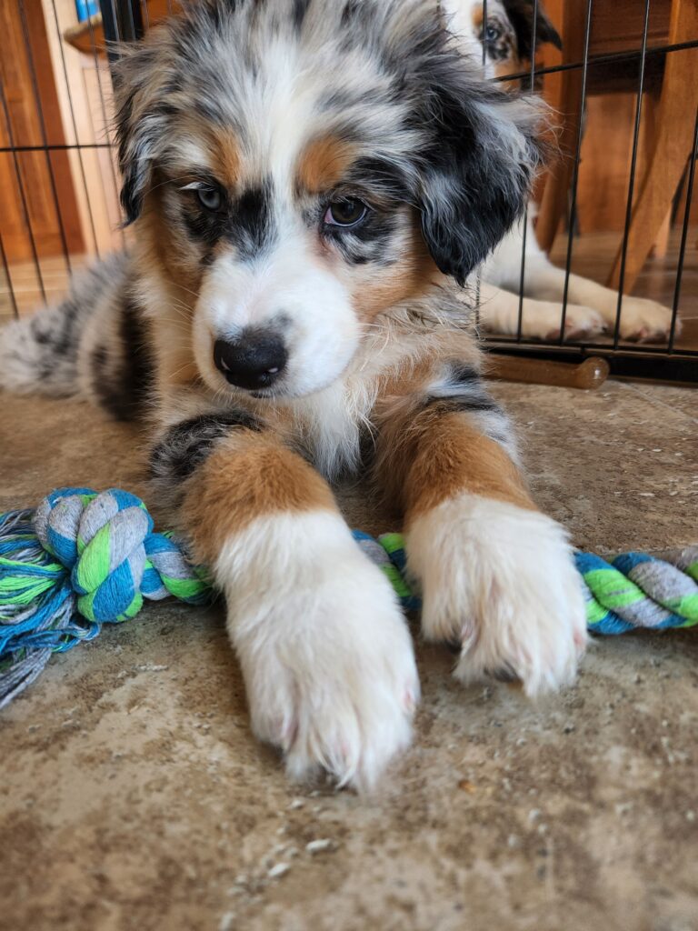 Puppy Proofing Your Home