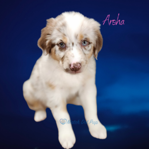 8 week old red merle female Australian Shepherd with marbled eye pattern