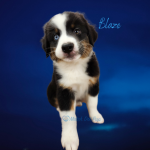Blaze - 8 weeks old