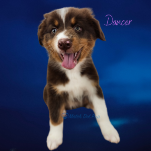 Dancer - 8 weeks old