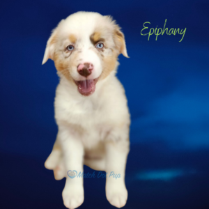 Epiphany - 8 weeks old