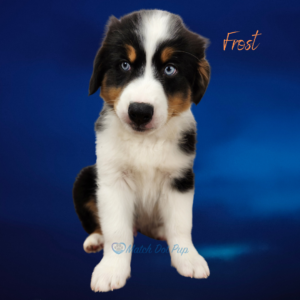 8 week old black tri male Australian Shepherd with blue eyes