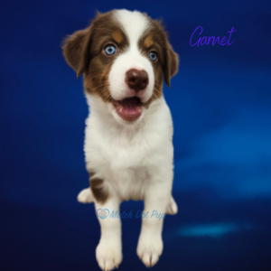 Garnet - 8 weeks old