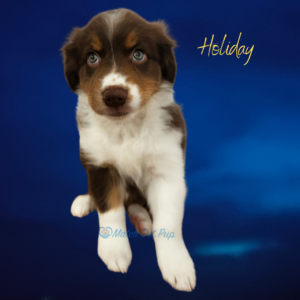 Holiday - 8 weeks old