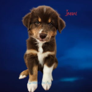 Imani - 8 weeks old