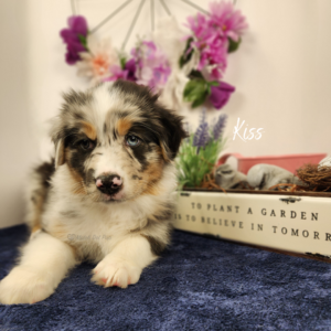 Kiss - 8 weeks old