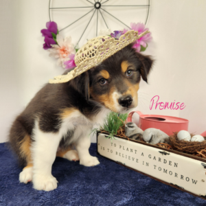 8 week old black tri female Australian Shepherd with decorative flower hat