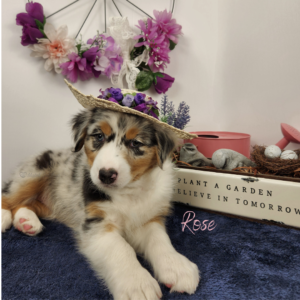 Rose - 8 weeks old