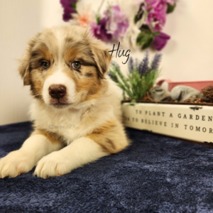 Hug - 8 weeks old