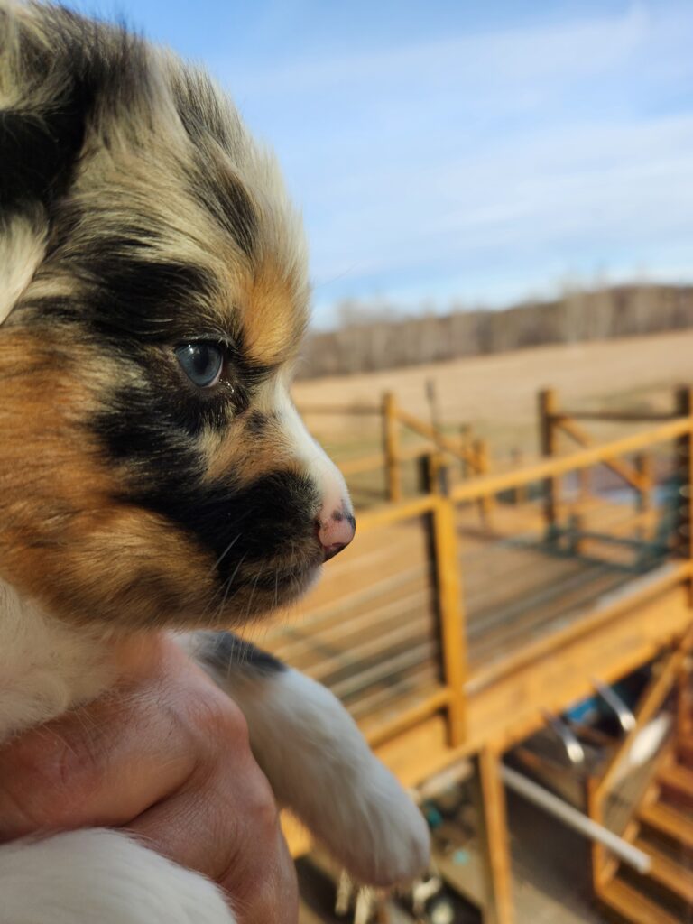 Maternal Care and Breeder Influence in Puppy Development