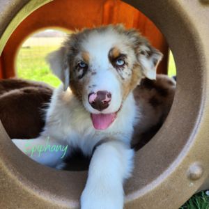 Understanding Your Dog’s Body Language