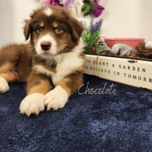 red tri Australian Shepherd puppy at 8 weeks old resembling his father