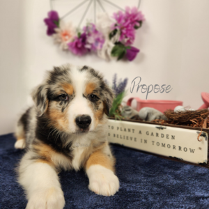 Propose - 8 weeks old
