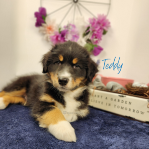 Teddy - 8 weeks old