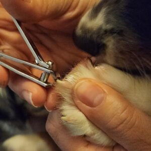 The Complete Guide to Dog Nail Trimming