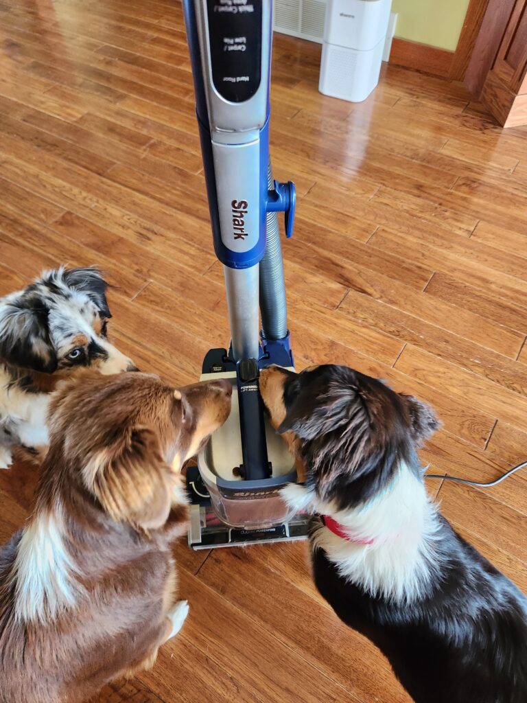 Australian Shepherd puppies calmly investigating a vacuum cleaner during desensitization training