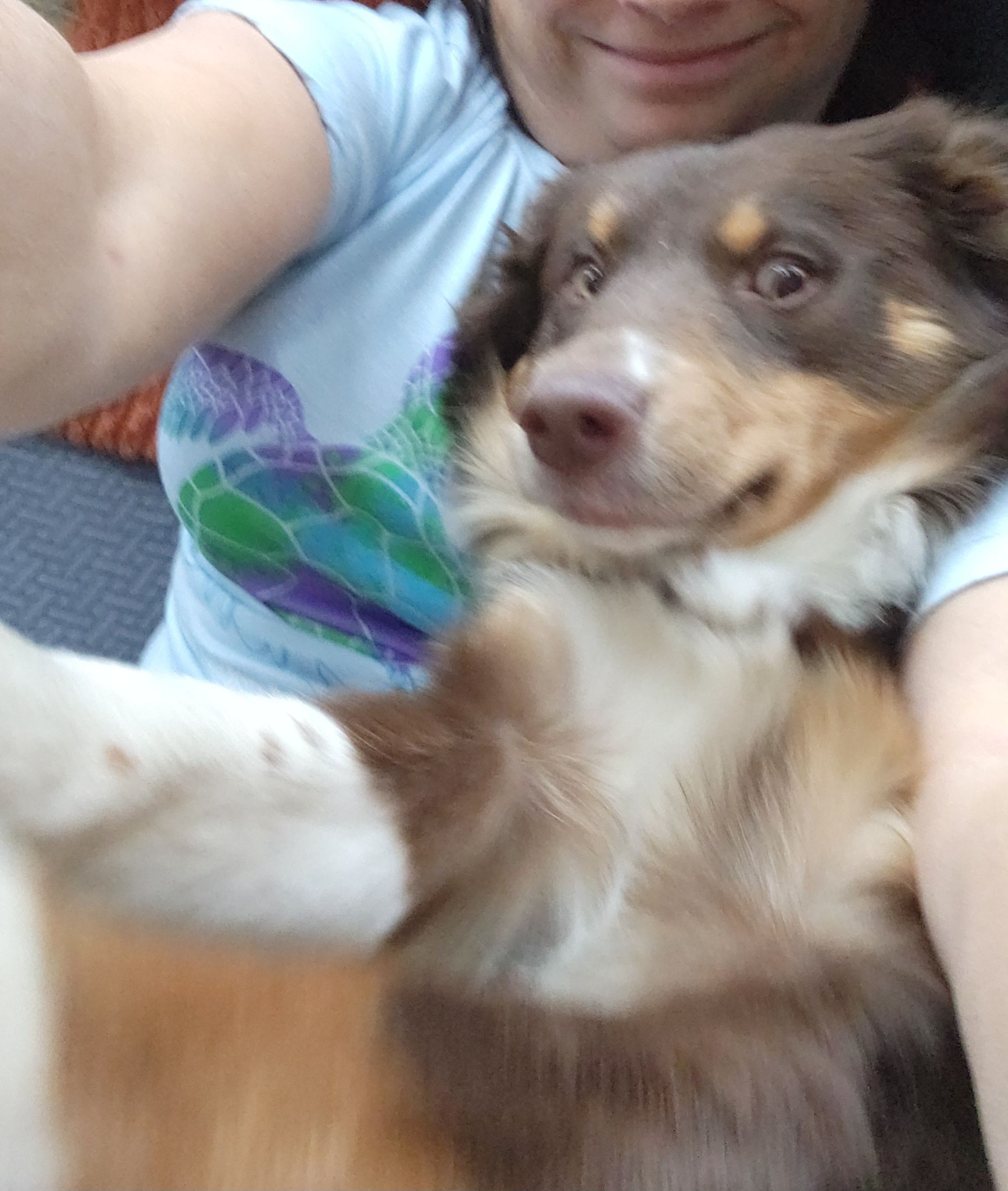 Stunning Deep Pressure Therapy Dog Crate Exercises image