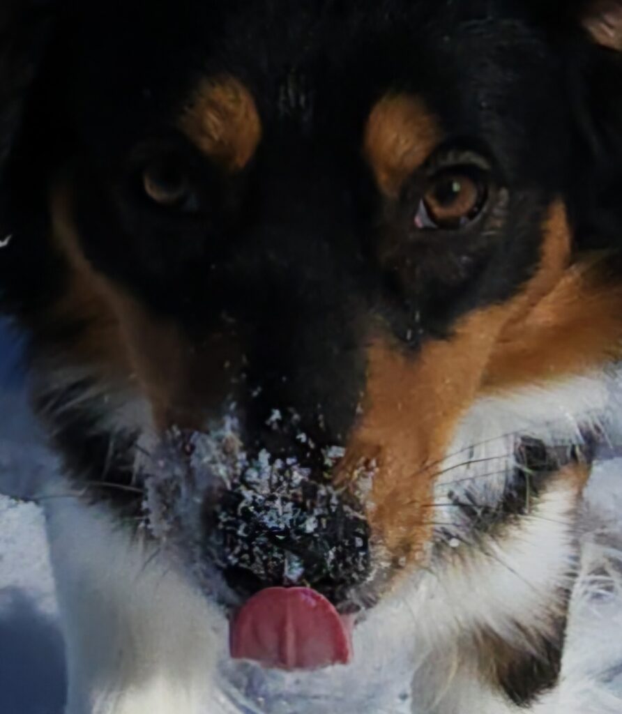 Are Essential Oils Safe for Dogs?