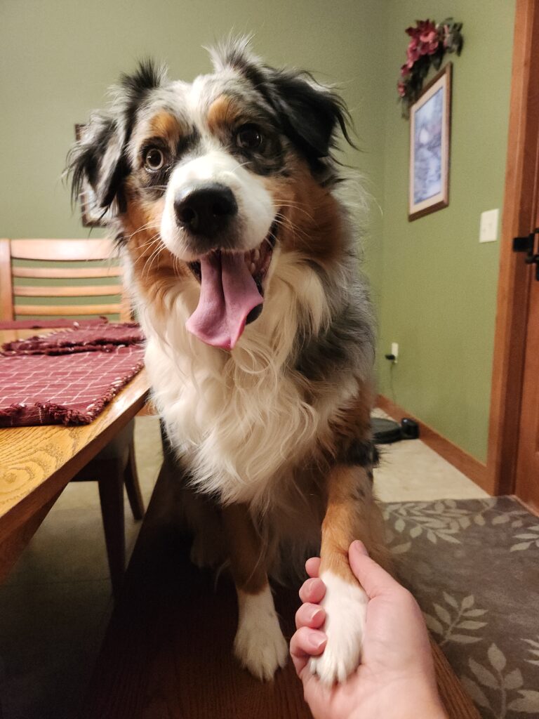 Is Your Dog Left or Right Pawed?