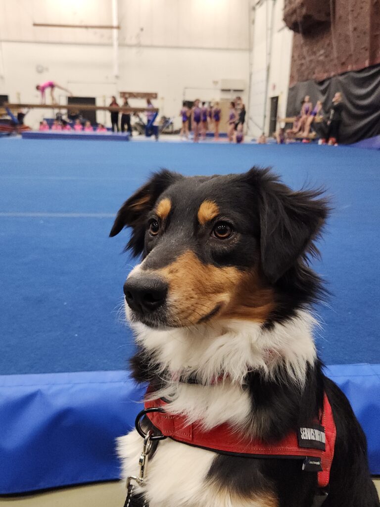 Recognizing and Managing Stress in Your Service Dog