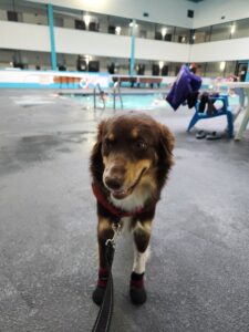 Handling Public Interactions with Your Service Dog