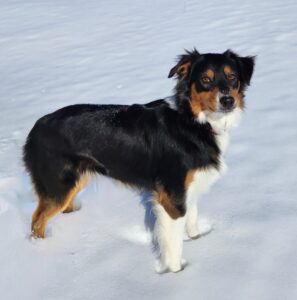 Australian Shepherd service dog prospect calmly focused during training with handler