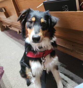 Service Dog Laws and Standards of Behavior