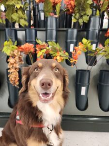 Australian Shepherd Service Dogs in Training in Wisconsin