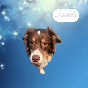 Chocolate - 1 year old