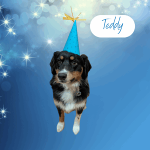 Teddy - 1 year old