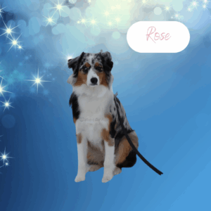 Rose -1 year old