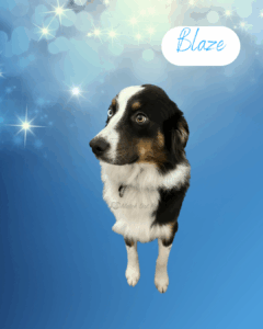 Blaze - 1 year old